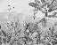 Papier peint mirage tropical noir et blanc
