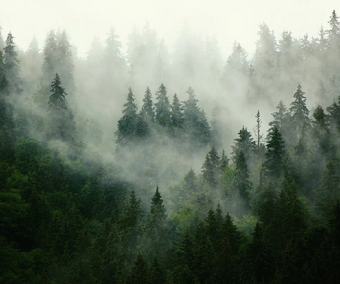Papier peint forêt brumeuse verte, XXL, tendance