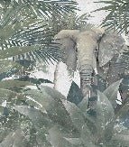 Papier peint Elephant d'Amazonie