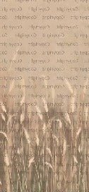 Beige panoramic wild grass wallpaper