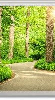 Papier peint wc balade en forêt, XXL, tendance