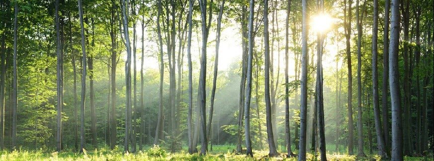 Panoramic pine forest wallpaper