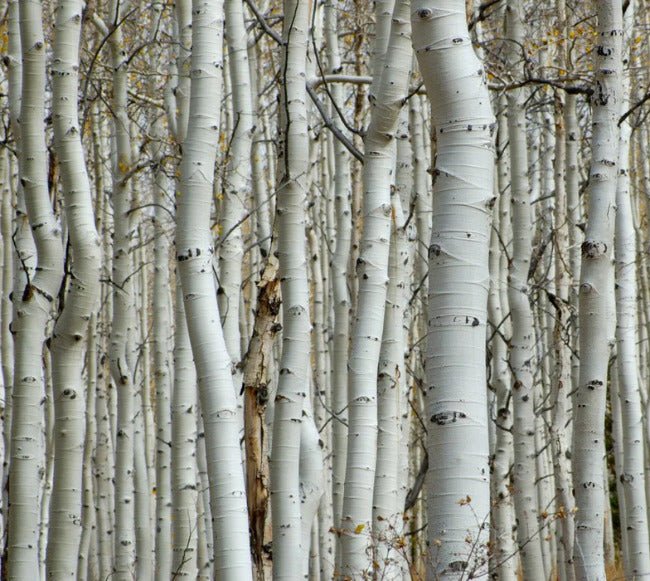 Papier peint Forêt de bouleau