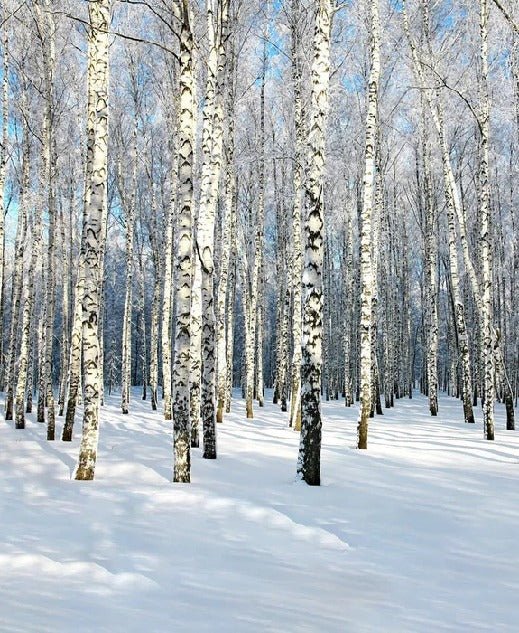 Papier peint Bouleau Wood Forêt, XXL, tendance