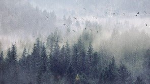 China Forest wallpaper