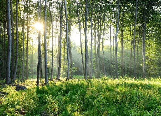 Panoramic pine forest wallpaper