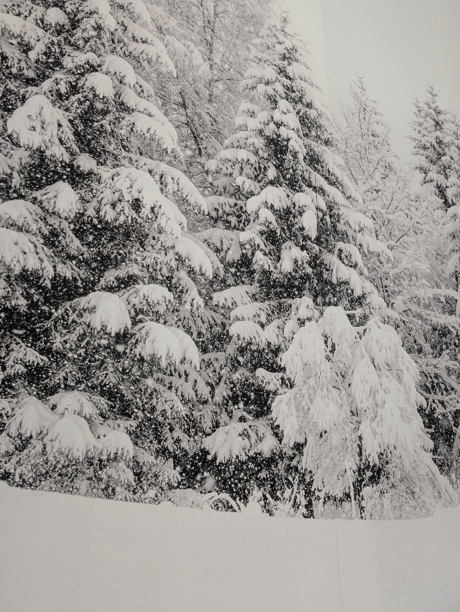 Papier Peint Panoramique Evasion Hivernale - H243cm x L425cm - Matière Softouch - Muralconcept