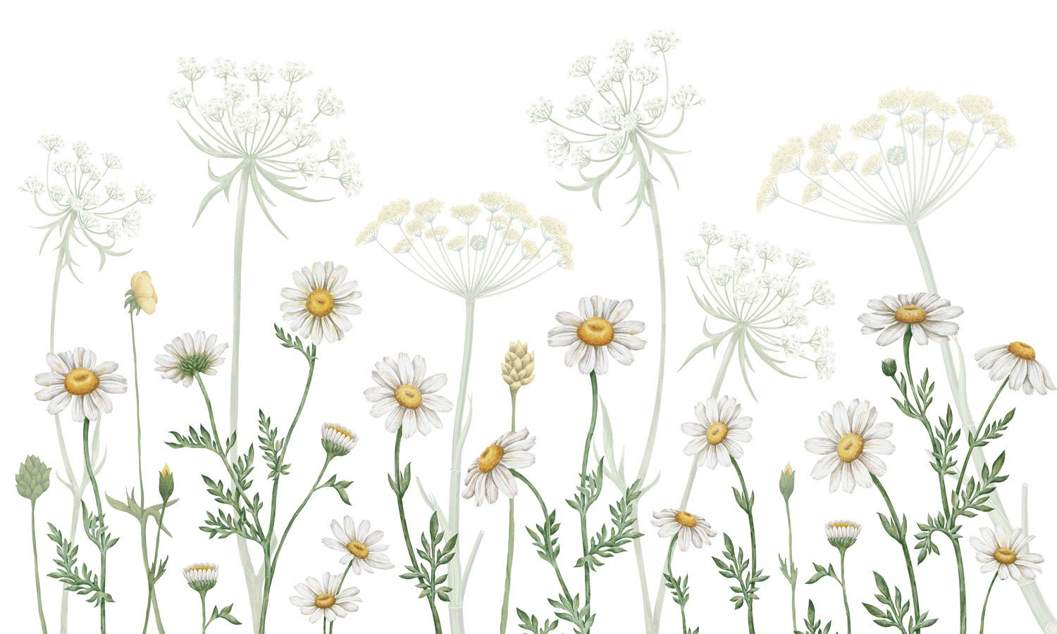 Papier peint douces marguerites, mural concept, tendance