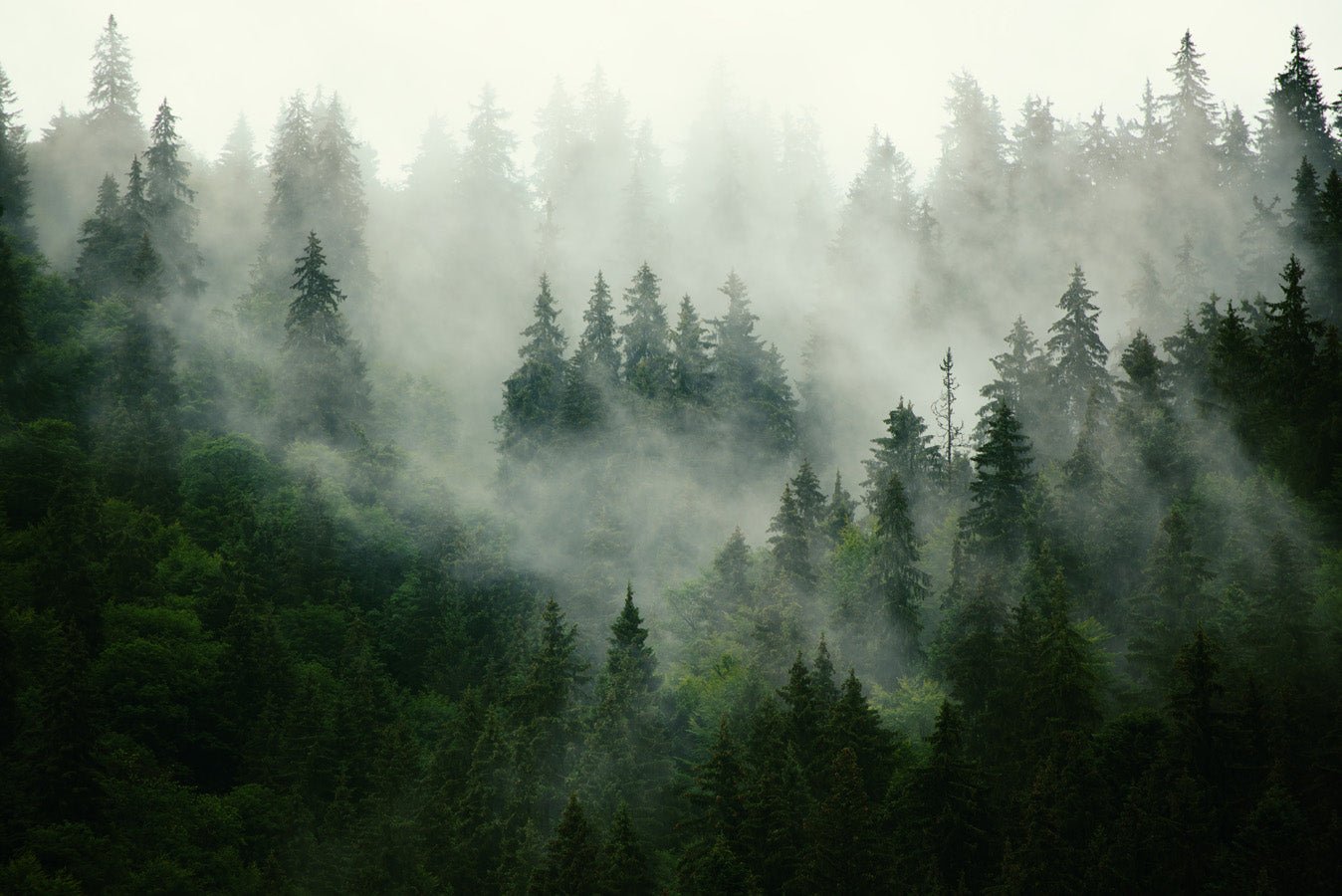 Papier peint forêt brumeuse verte, mural concept, tendance