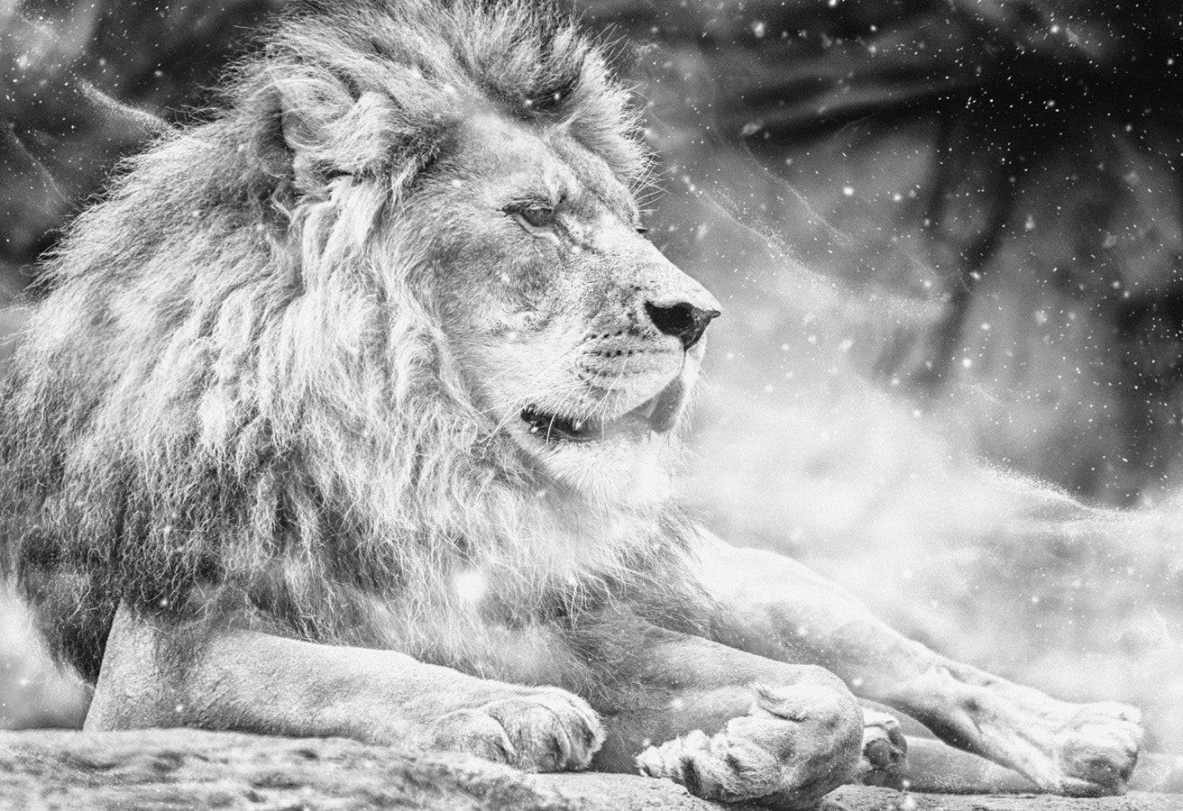 Papier peint jungle the King lion, mural concept, tendance