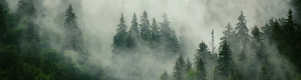 Papier peint forêt brumeuse verte