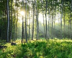 Papier peint panoramique forêt de pins