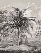 Papier peint paysage Célèbes noir et blanc, XXL, tendance