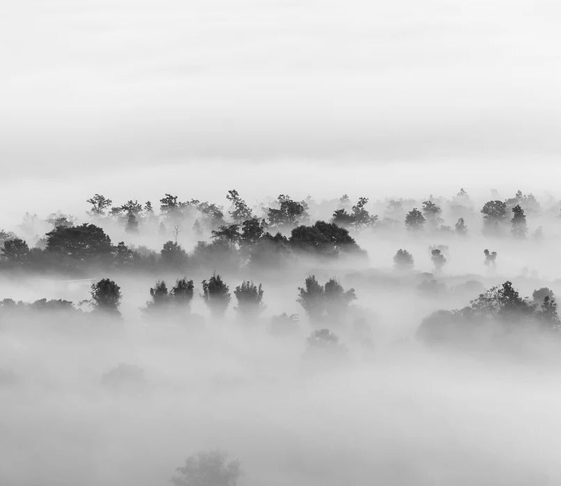 Papier peint bois brumeux, XXL, tendance