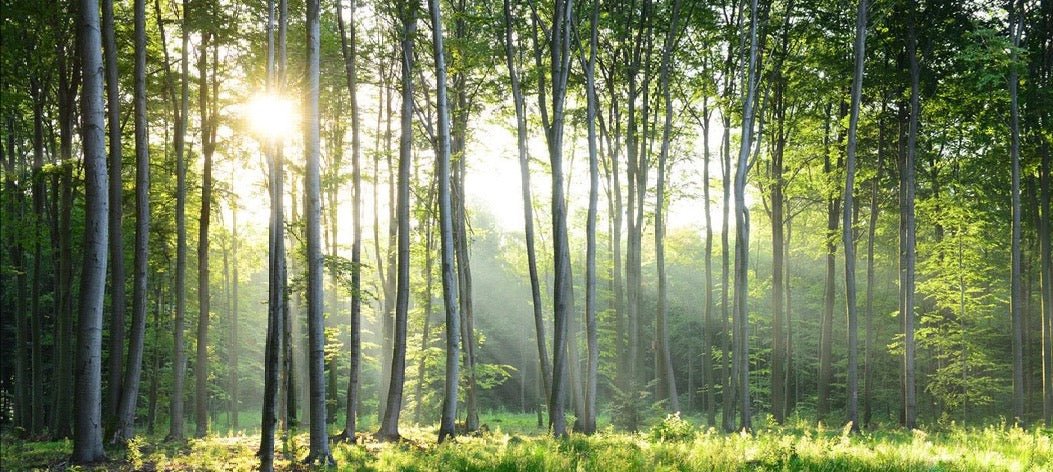 Panoramic pine forest wallpaper