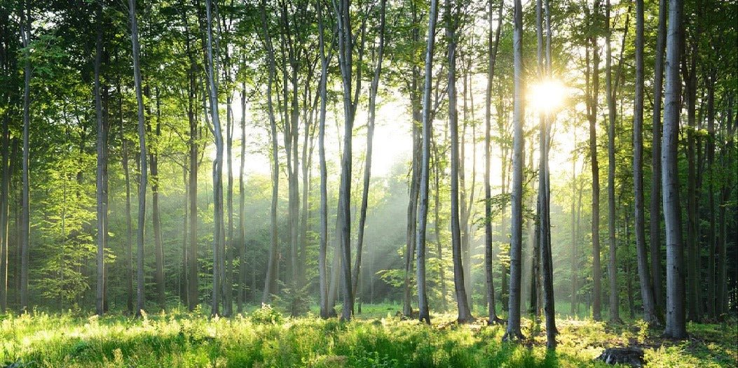 Panoramic pine forest wallpaper