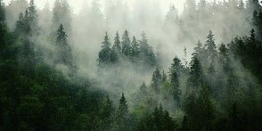 Papier peint forêt brumeuse verte