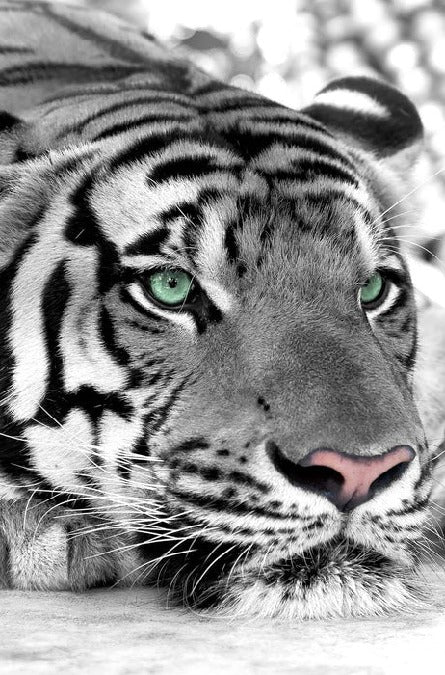 Majestic White Tiger wallpaper