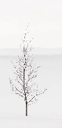 Papier peint pureté arbre, XXL, tendance