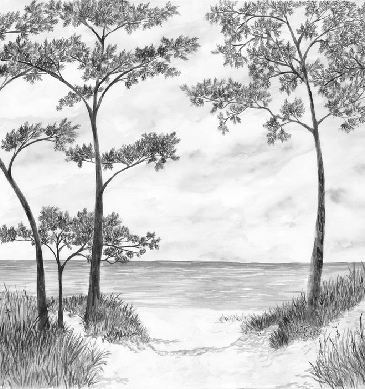 Papier peint Pins maritimes et dunes - Noir et blanc - Muralconcept