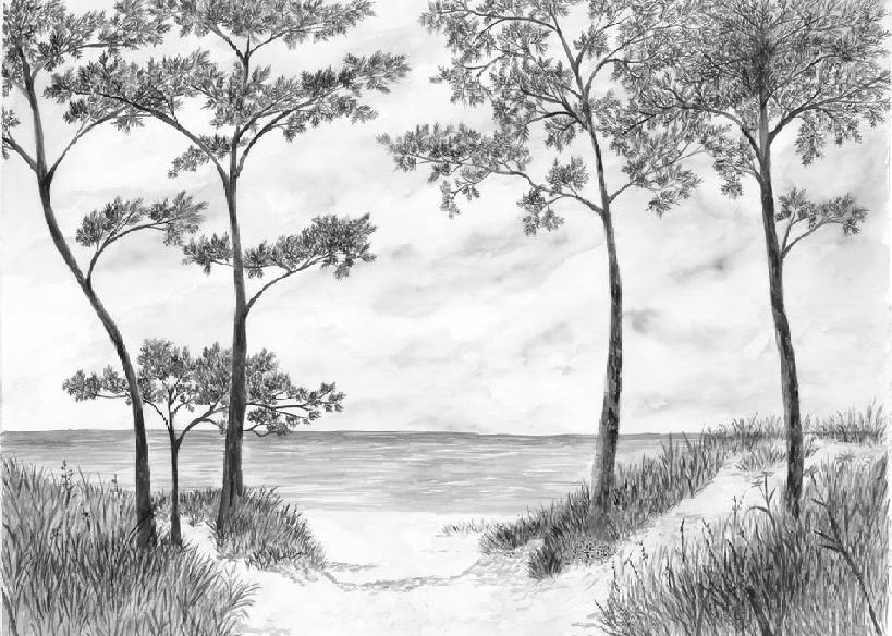 Papier peint Pins maritimes et dunes - Noir et blanc - Muralconcept