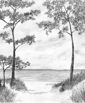 Papier peint Pins maritimes et dunes - Noir et blanc - Muralconcept