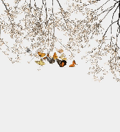 Papier peint salon branchage & papillon - Muralconcept