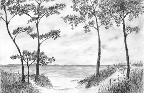 Papier peint Pins maritimes et dunes - Noir et blanc - Muralconcept