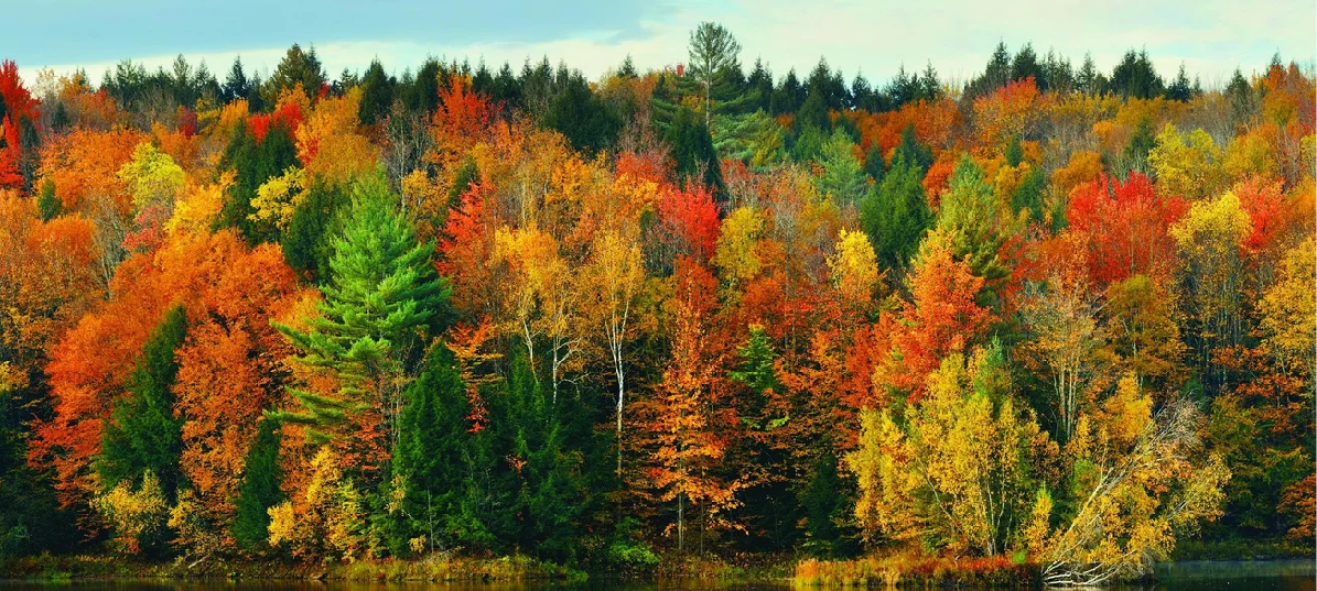 Papier peint panoramique forêt nuance automnale - Muralconcept