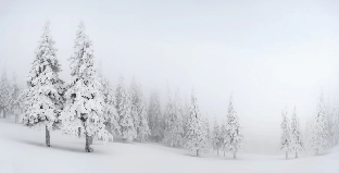 Papier peint panoramique forêt enneigée - Muralconcept