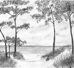 Papier peint Pins maritimes et dunes - Noir et blanc - Muralconcept