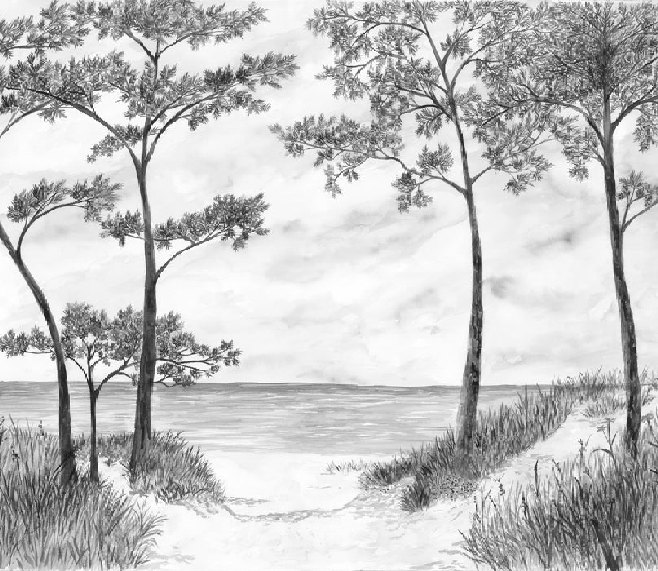 Papier peint Pins maritimes et dunes - Noir et blanc - Muralconcept