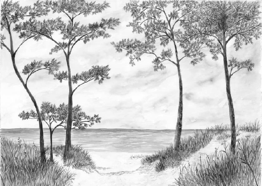Papier peint Pins maritimes et dunes - Noir et blanc - Muralconcept