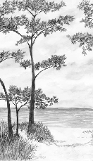 Papier peint Pins maritimes et dunes - Noir et blanc - Muralconcept