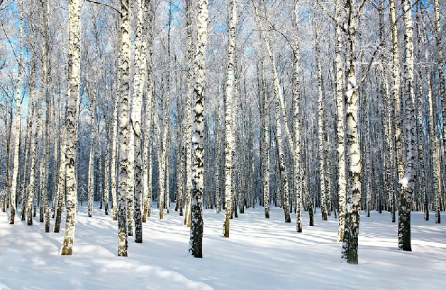 Papier peint Bouleau Wood Forêt