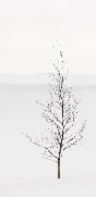 Papier peint pureté arbre, XXL, tendance