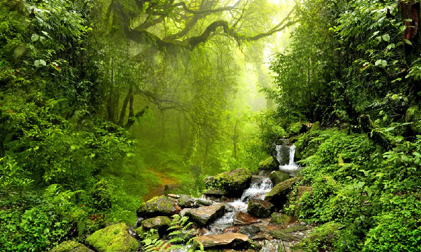 Papier peint Cascade & Forêt - Muralconcept