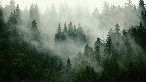 Papier peint forêt brumeuse verte - Muralconcept