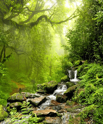 Cascade & Forest Wallpaper