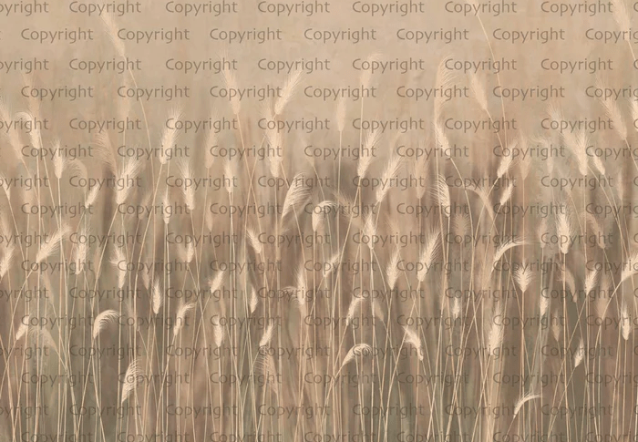 Papier peint panoramique herbes sauvages beige - Muralconcept