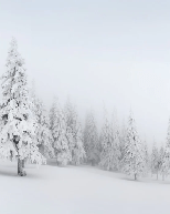 Papier peint panoramique forêt enneigée - Muralconcept