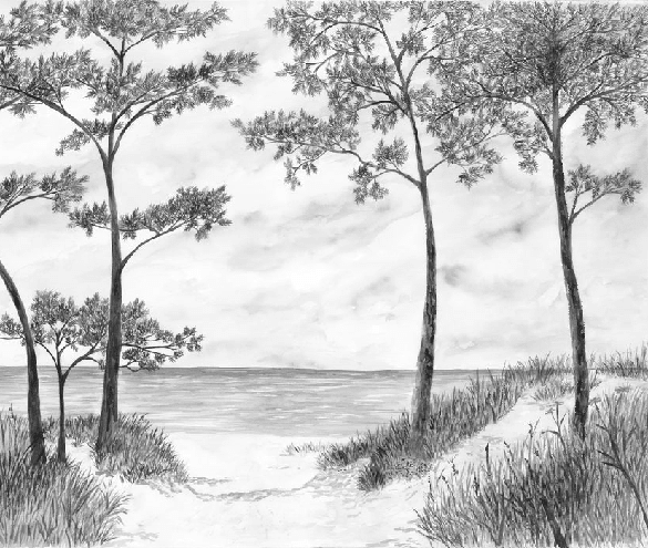 Papier peint Pins maritimes et dunes - Noir et blanc - Muralconcept