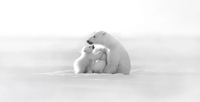 Papier peint panoramique - Horizon arctique, XXL, tendance