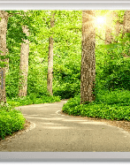 Papier peint trompe l’œil balade en forêt - Muralconcept