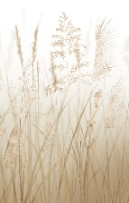 Papier peint salle de bain champs de blé beige, XXL, tendance