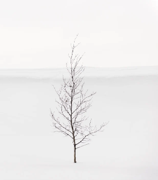 Papier peint pureté arbre - Muralconcept