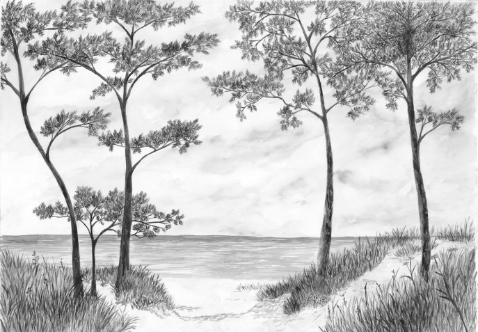 Papier peint Pins maritimes et dunes - Noir et blanc - Muralconcept