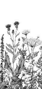 Black and white botanical folk office wallpaper
