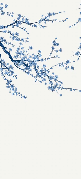 Papier peint panoramique fleur Sakura blanc - Muralconcept