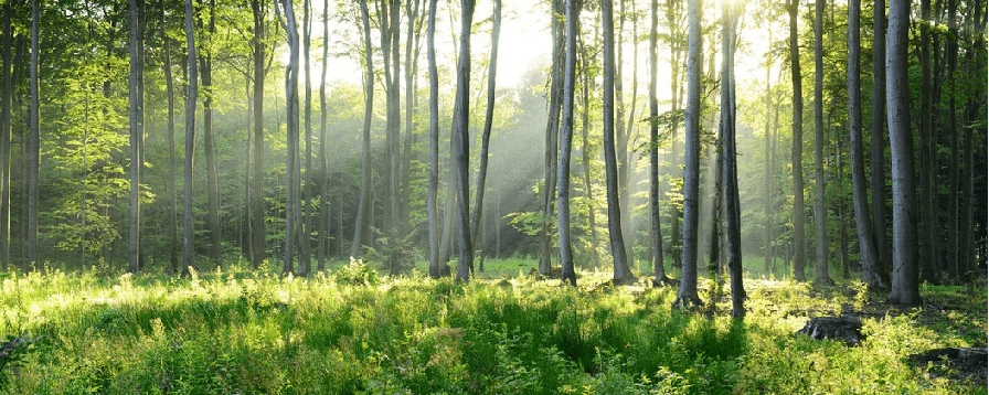Papier peint panoramique forêt de pins